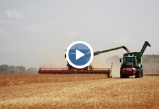 Реколтата от царевица на места ще бъде напълно унищоженаМеждуфирмена задлъжнялост