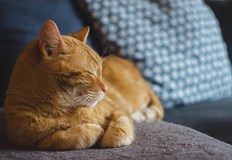 Бременните жени и хората с отслабен имунитет трябва да бъдат