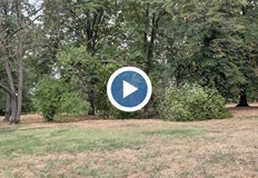 Необходима е подмяна с видове устойчиви на новите климатични условияДървесната