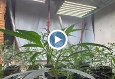 Петима са обвинени за отглеждане и разпространение на наркотици иззети