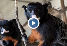 Това са първите червенокоремни тамарини в БългарияЗоопарк Бургас стана дом
