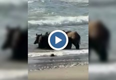 Четирикраката фамилия не се притесни от присъствието на хора и