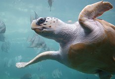 За първи път е доказано размножаване на този вид в