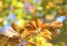 Петър Янков Ще се радваме на добри температури до края