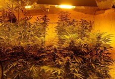 Задържаха 37 годишен мъж иззети са десетки растения и 6 кг