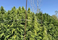 Плантацията е свързана с петима арестувани членове на престъпна група