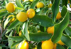 Стъпка по стъпка към здраво и плододаващо лимоново дръвчеАшладисването на