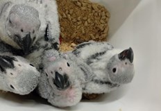 Екоинспекцията отчита ръст в регистрациите на редки видове пернатиПапагалите оглавяват