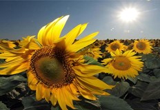 Производители отчитат катастрофални добиви в най сухите райони на БългарияДобивите на