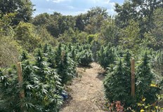 Задържаха двама братя с криминални прояви при отглеждането на растениятаКриминалисти