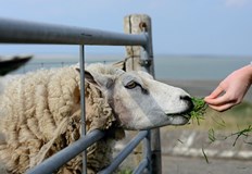 Стотици фермери се подписаха в декларация против ваксина за овце