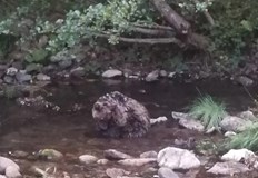 Женското животно на около 2 години е с рана във