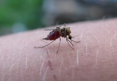 Развъжданите насекоми носят бактерия която блокира вирусаНай голямата в света биофабрика