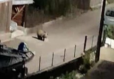 Мечешки набези принудиха кмет да евакуира семействоДива мечка е заснета