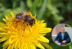 Само 3 5 от пчелните семейства са отпаднали броят им е