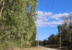 Маркират се потенциално опасните дърветаДейностите за маркиране на опасни дървета