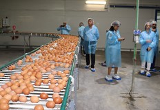 Русенска област се утвърждава като лидер в производството на яйцаБлизо