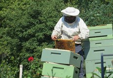 Пчелари отчитат катастрофална година с нулев добив на медКатастрофална година
