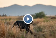 Жител на село Крайници засне как голямата котка се разхожда