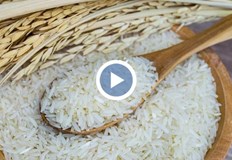 Недостигът на вода води до 20 по малко засети площи през