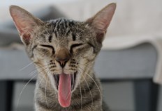 Неприятната миризма от устата на домашния любимец може да е