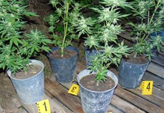 При акцията са открити конопени растения канабис и хашиш71 годишна германска