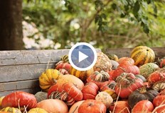 Ресторанти и кулинари търсят редки и екзотични сортове от Япония