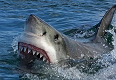 Трагичният инцидент затвори няколко плажа в северните райони на австралийския