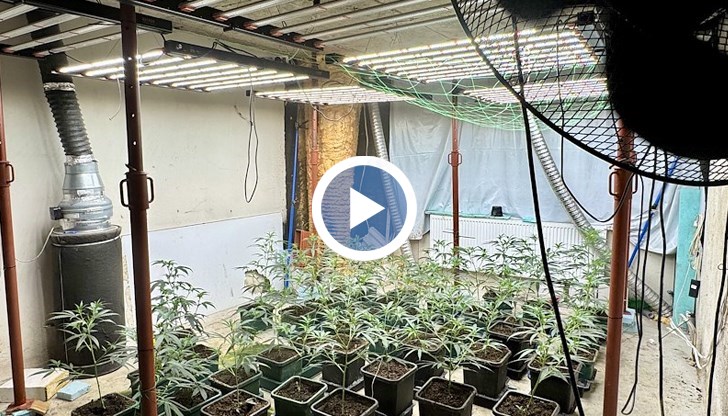 Петима са обвинени за отглеждане и разпространение на наркотици, иззети са над 300 растения и огнестрелно оръжие