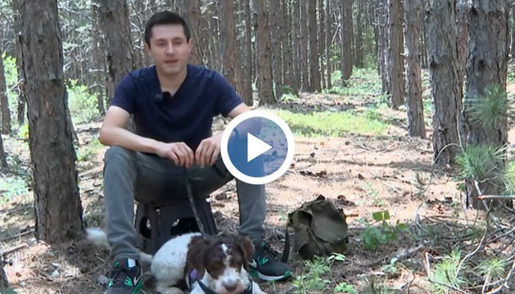 България изнася черен трюфел за милиони евро годишно