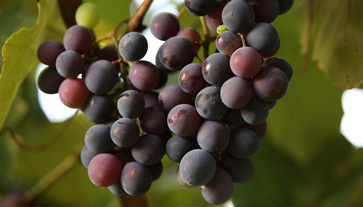 Практически съвети за отглеждане на грозде в двора
