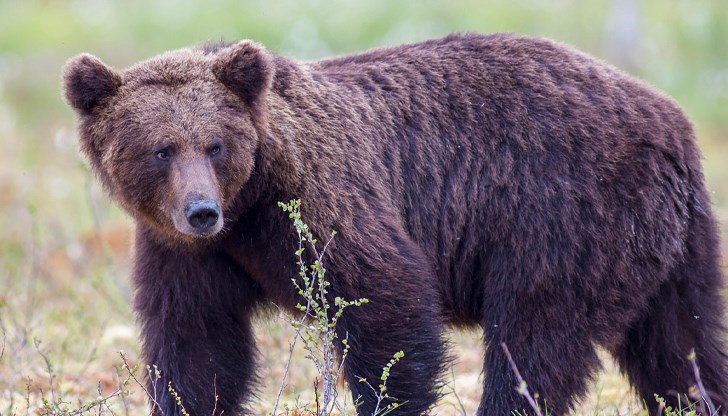 Полицията изведе животното от града, общината свиква кризисен щаб
