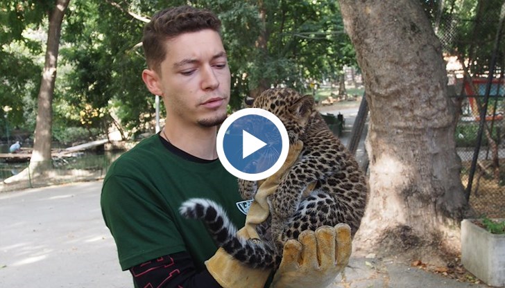 Бебето леопард се роди на 25 юли и вече тежи три килограма