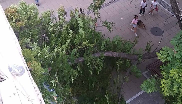 Общината изпрати екипи за разчистване и ще прави експертиза на дървото