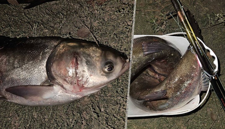 Спряха незаконен риболов чрез търмъчене по река Дунав