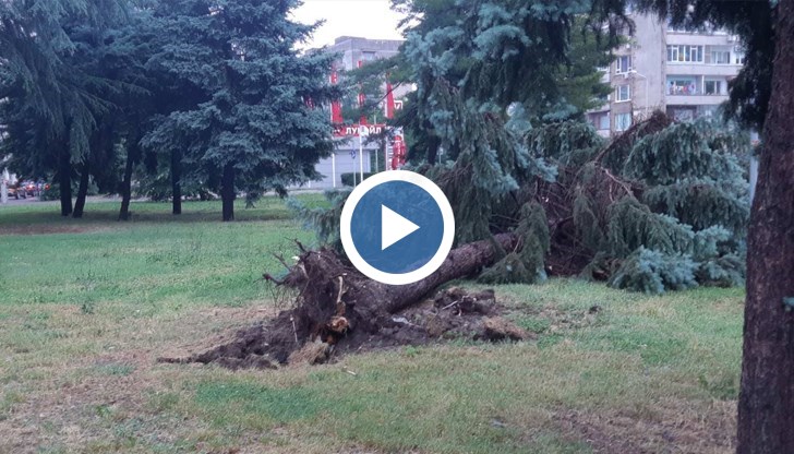 70-годишните дървета в града се нуждаят от обновяване с нови видове