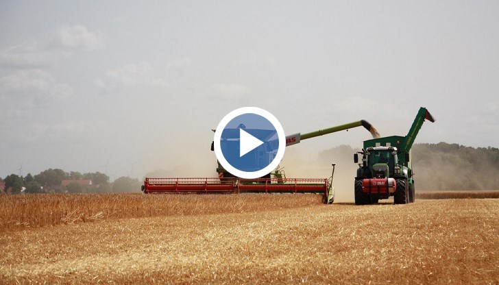 Реколтата от царевица на места ще бъде напълно унищожена