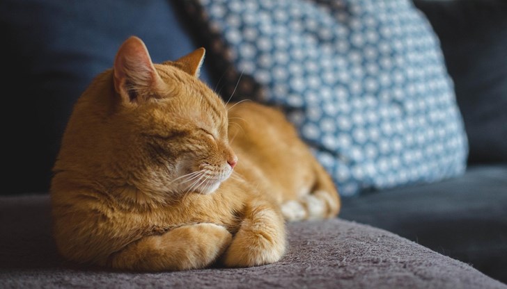 Бременните жени и хората с отслабен имунитет трябва да бъдат особено внимателни