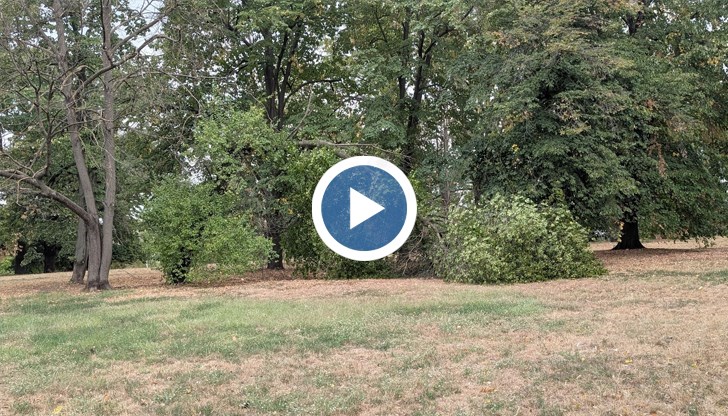 Необходима е подмяна с видове, устойчиви на новите климатични условия