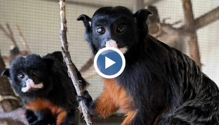 Това са първите червенокоремни тамарини в България