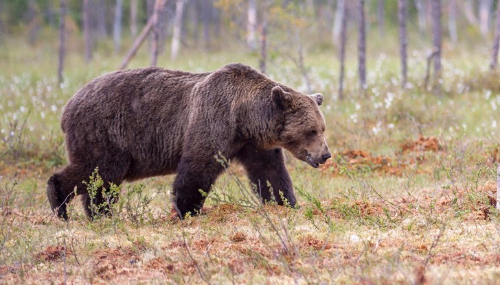 Властите въвеждат модерни методи за управление на популацията на мечките