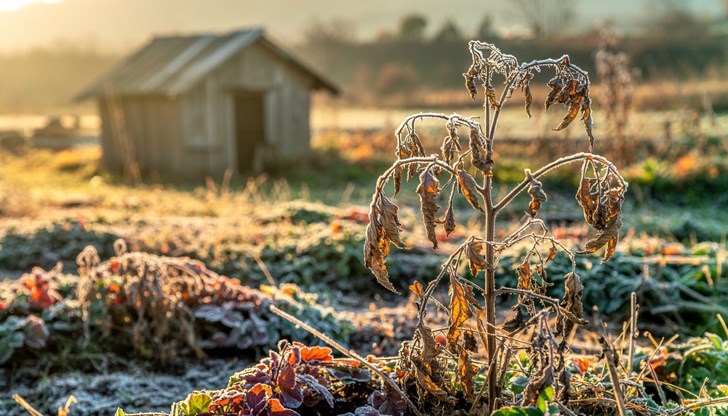 След края на сезона почвата в градината е изтощена и се нуждае от възстановяване преди новата реколта След края на сезона почвата в градината е изтощена и се нуждае от възстановяване преди новата реколта