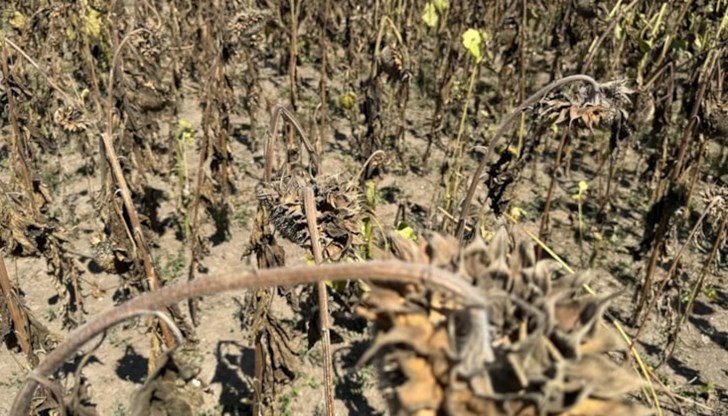 Безпрецедентната суша и високите температури нанесоха сериозни щети на земеделието и причиниха множество пожари Безпрецедентната суша и високите температури нанесоха сериозни щети на земеделието и причиниха множество пожари