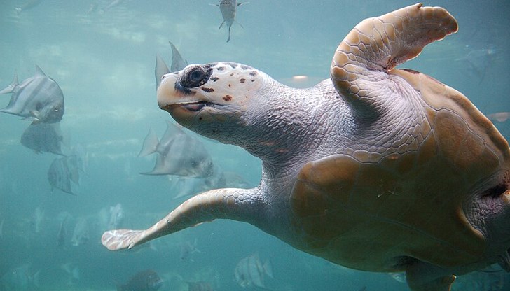 За първи път е доказано размножаване на този вид в страната За първи път е доказано размножаване на този вид в страната