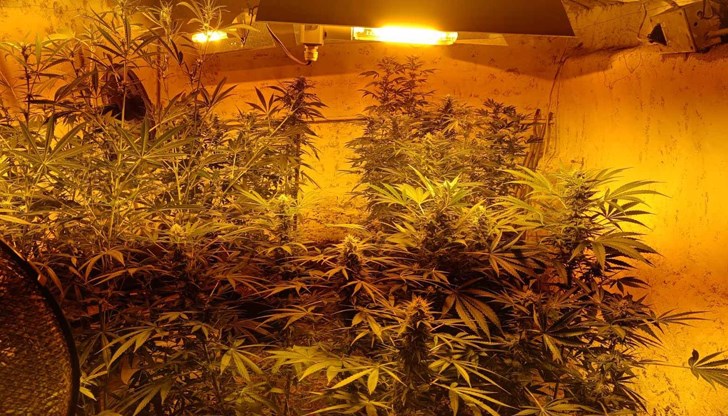 Задържаха 37-годишен мъж, иззети са десетки растения и 6 кг суха маса