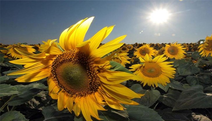 Производители отчитат катастрофални добиви в най-сухите райони на България