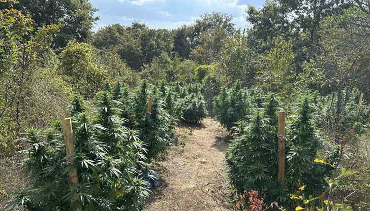 Задържаха двама братя с криминални прояви при отглеждането на растенията