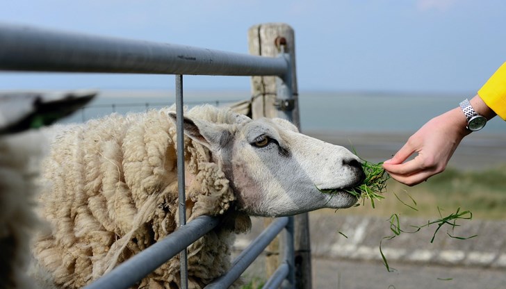 Стотици фермери се подписаха в декларация против ваксина за овце и кози