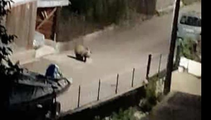 Мечешки набези принудиха кмет да евакуира семейство Мечешки набези принудиха кмет да евакуира семейство