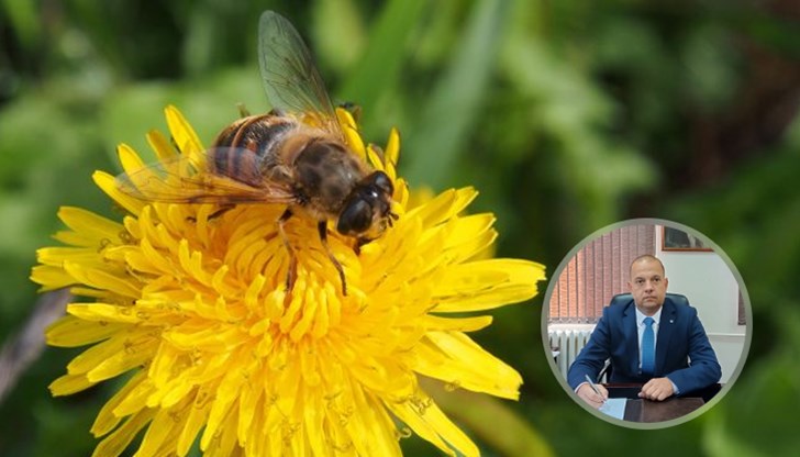 Само 3,5% от пчелните семейства са отпаднали, броят им е нараснал с 46% за година